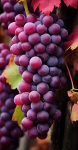 Read more about the article Health Tip: Red Grapes Nature’s Powerhouse for Health and Longevity